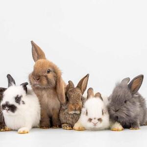 Team Page: Hop to it